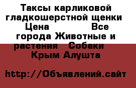 Таксы карликовой гладкошерстной щенки › Цена ­ 20 000 - Все города Животные и растения » Собаки   . Крым,Алушта